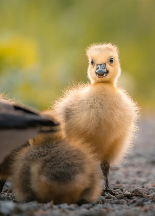 the duckling is looking away from the camera