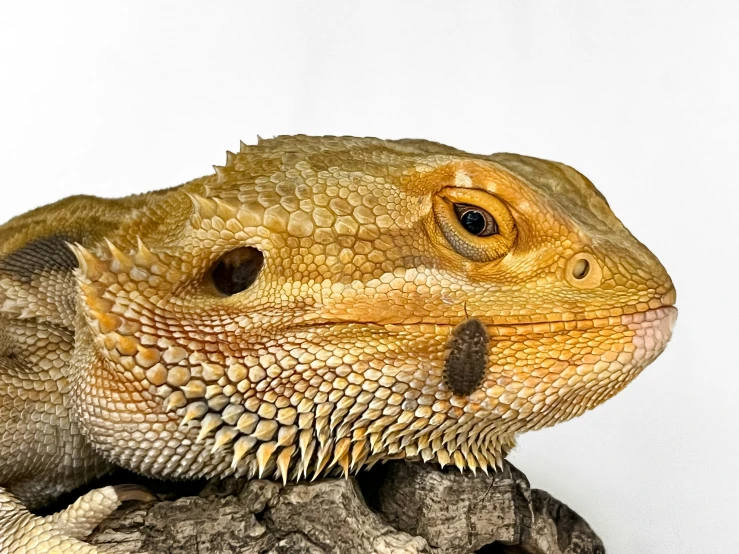 a lizard with a tiny black dot on its ear
