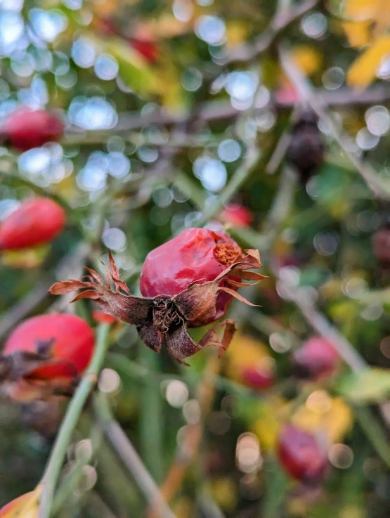 red flowers and buds on the plant in spring