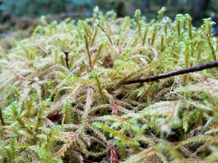 a bunch of small trees with moss growing on them