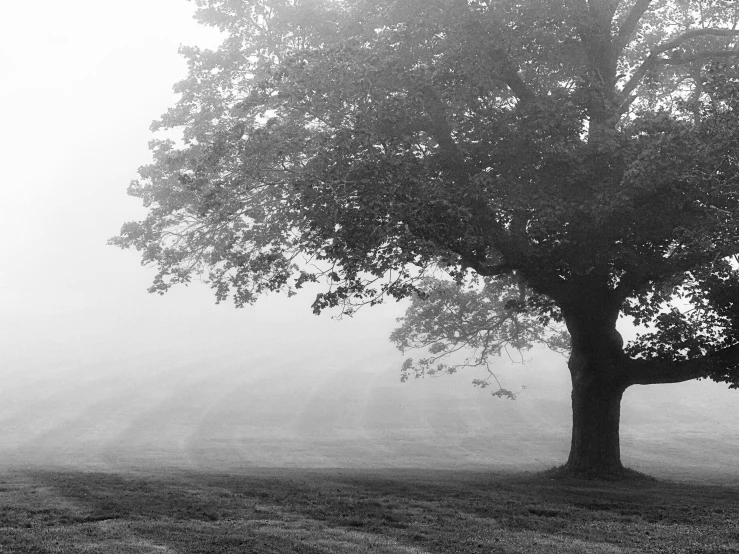 a foggy view of a tree, with a bench nearby