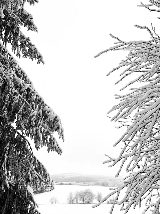 black and white pograph of snowy trees with snow on them