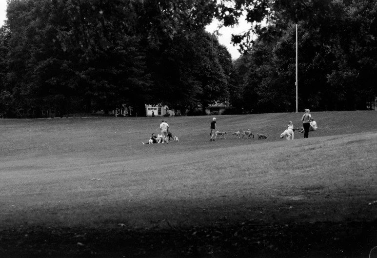 group of people on grass playing with dogs