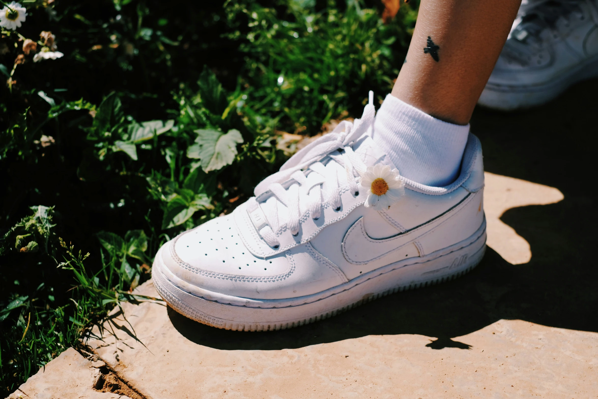 a shoe is seen next to the bush, in order to show off its distinctive flower