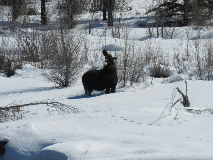 a black animal standing on top of a snow covered field