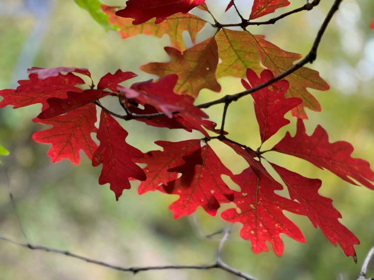 an array of fall leaves hanging from a tree