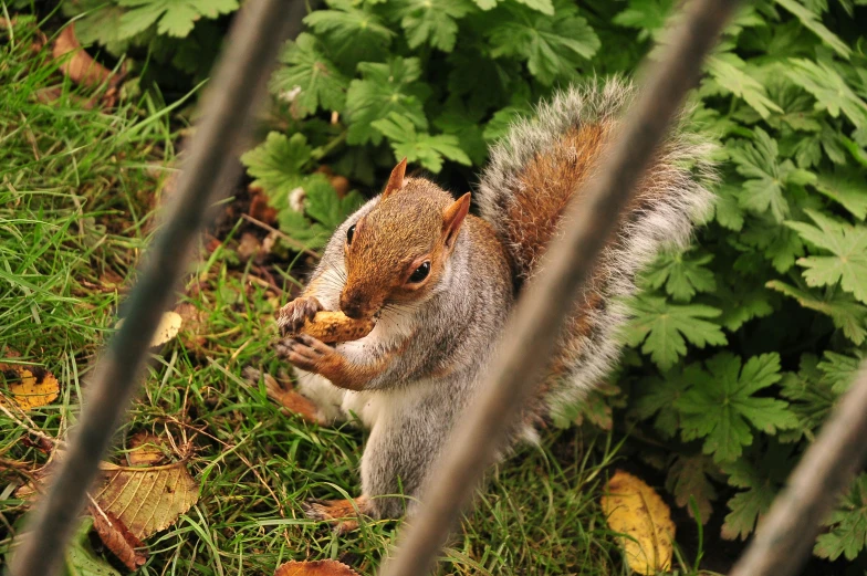 a squirrel stands on grass behind some plants