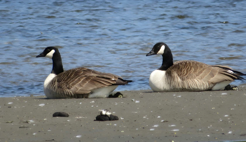 two geese are on the sand near water