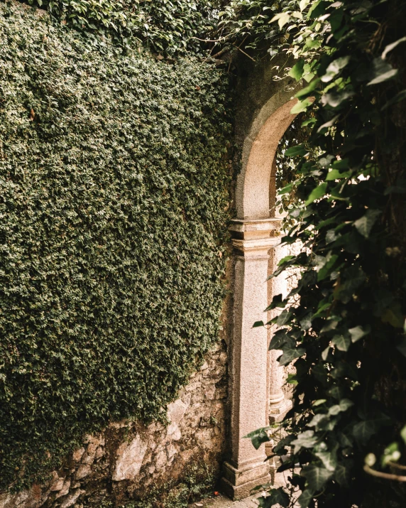 a tall green plant next to a stone archway