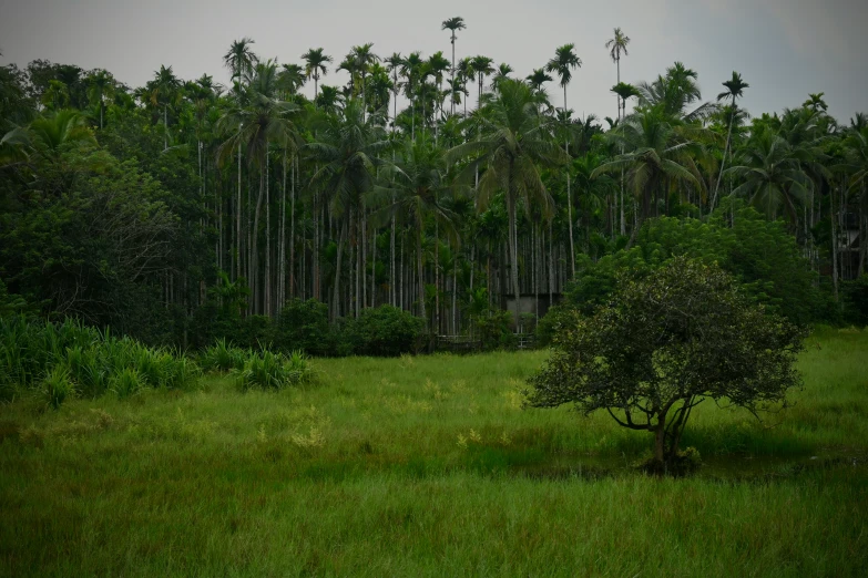 trees and plants line the background of a field