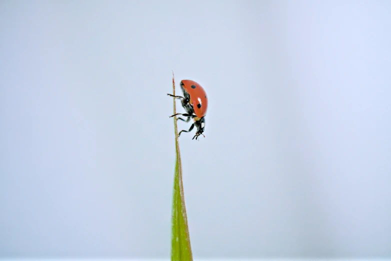 two bugs crawling around on a tall plant