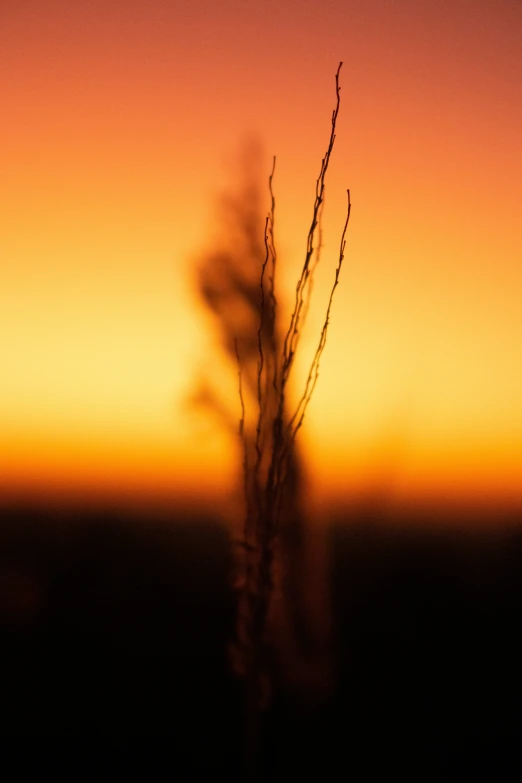 the nches of a tree against a setting sun