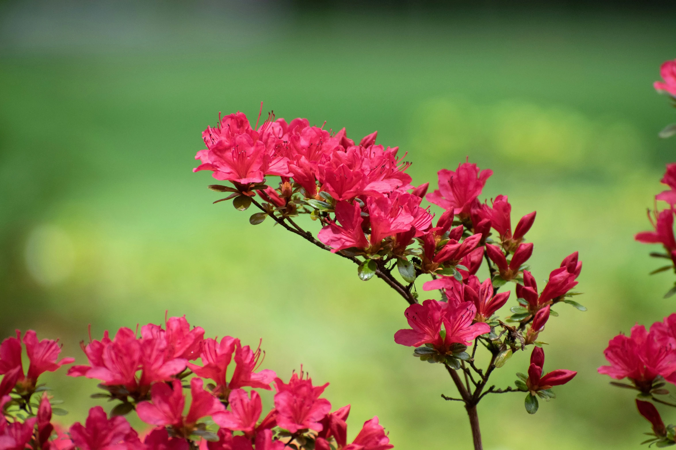 red flowers are blooming on the plant outside