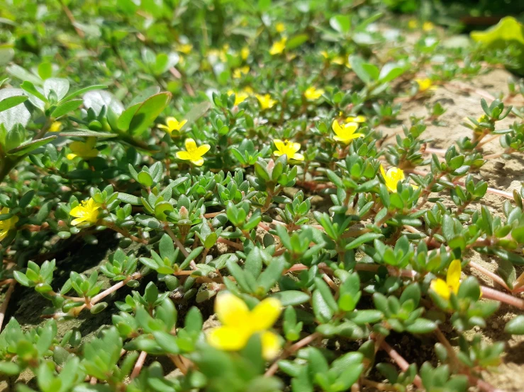 many tiny yellow flowers growing up on a hill