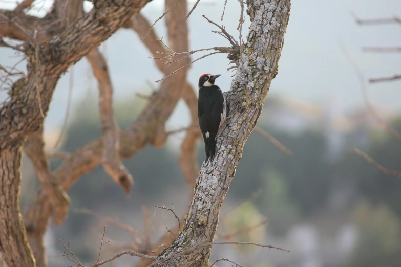 a bird sitting on top of a dry tree