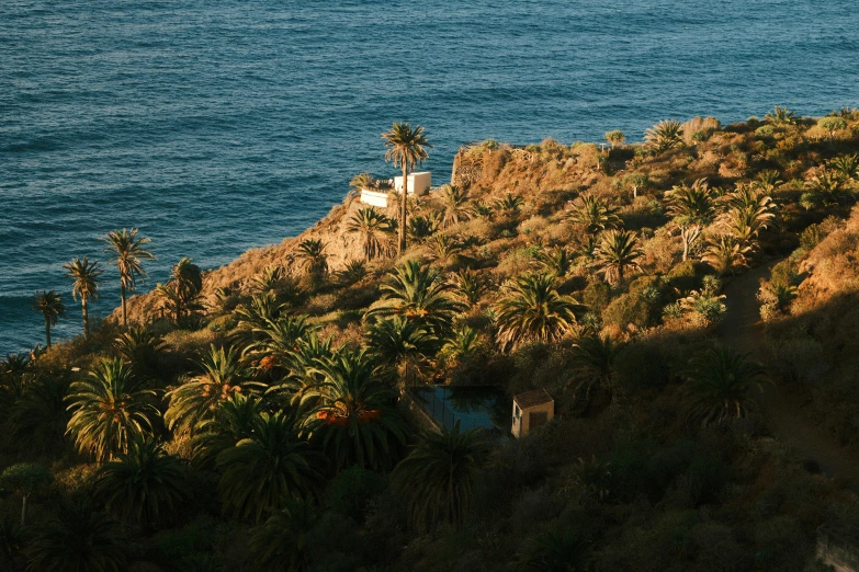 view from a hill with trees and vegetation