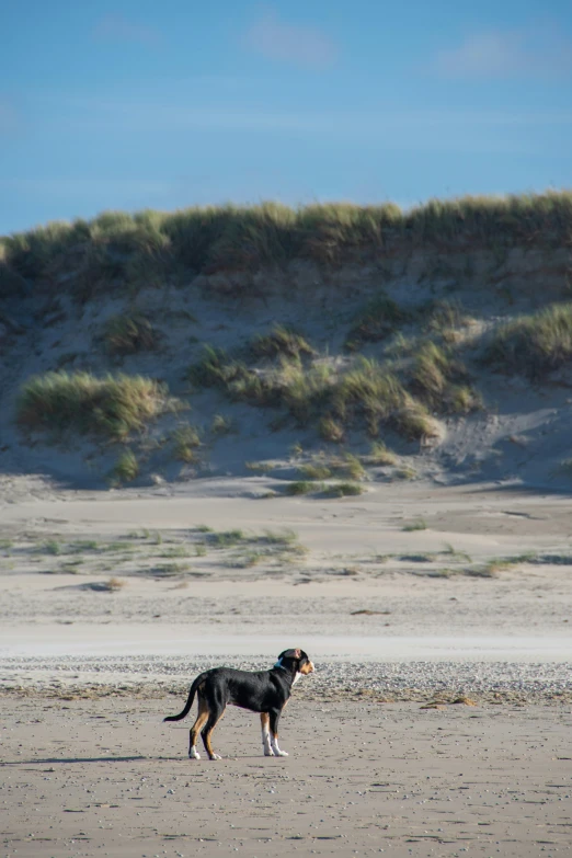 the dog is on the beach alone near a hill