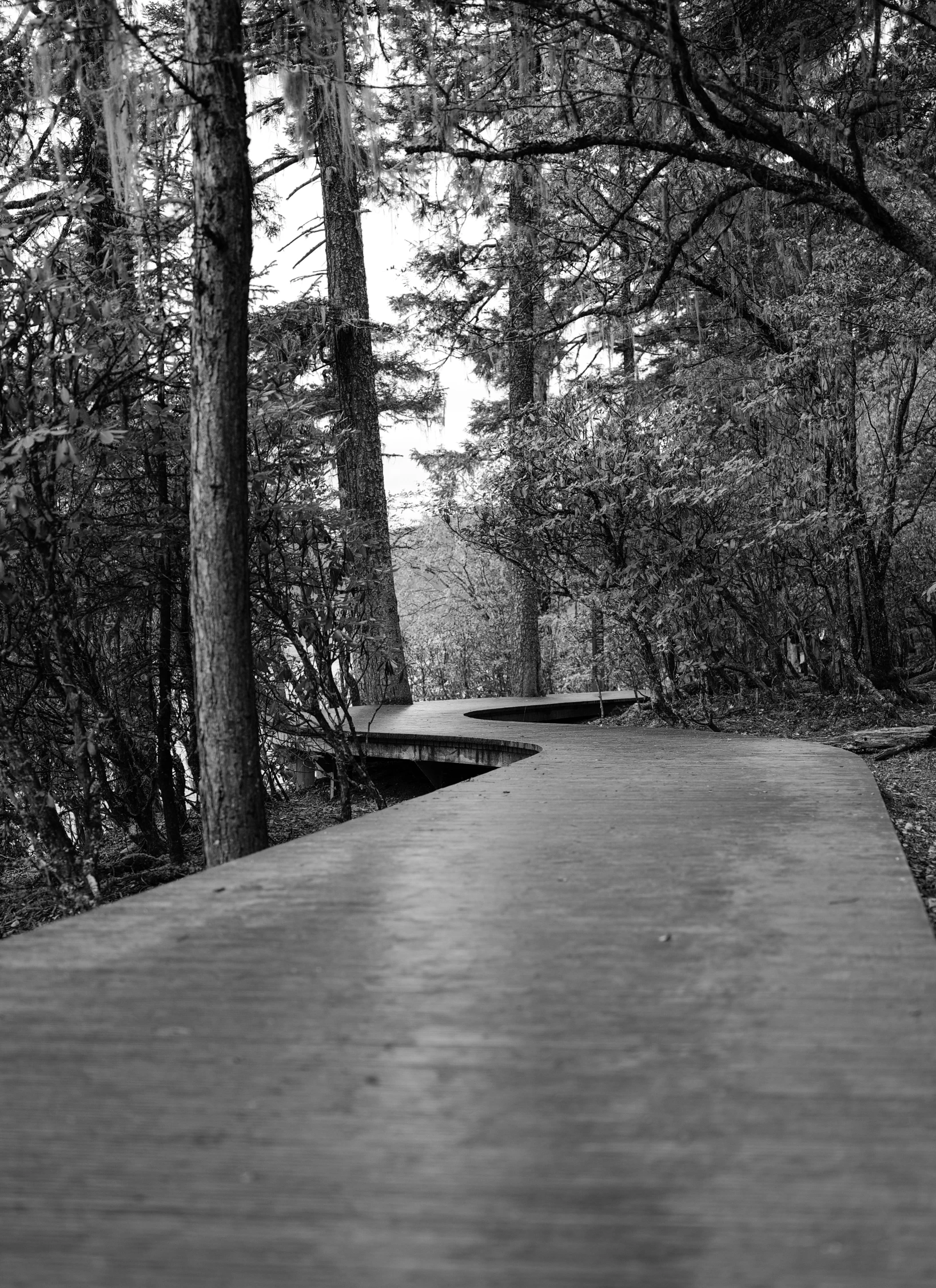 a black and white image of a path through the woods