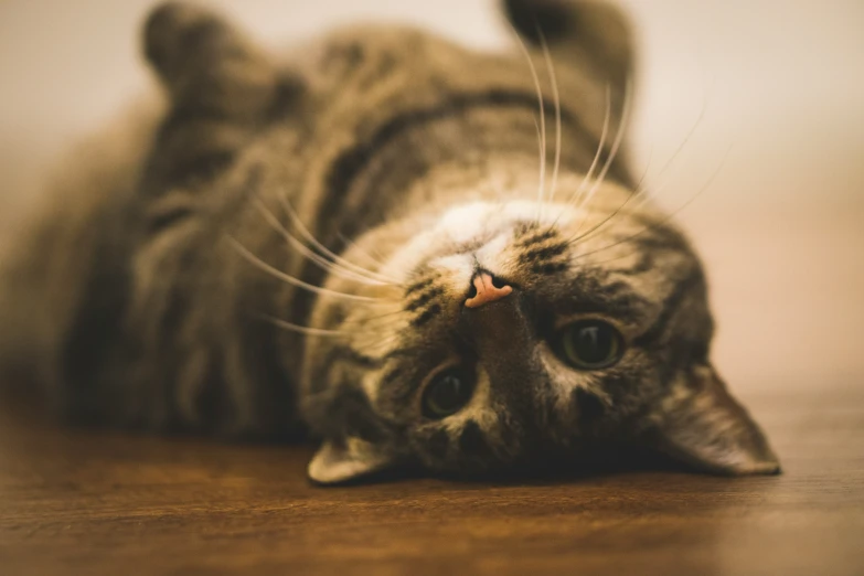 a cat laying on its back on top of a wooden floor