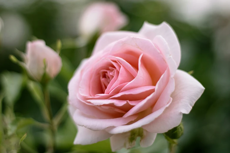 a pink flower on a bush with blurry background