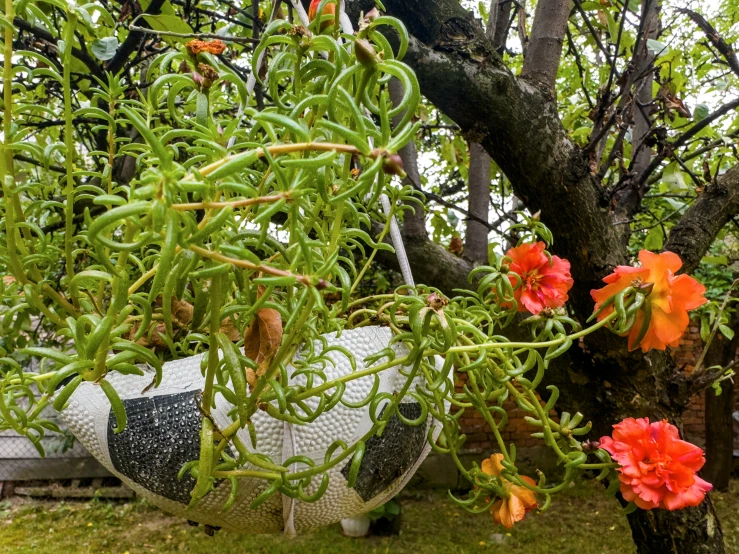 red flowers in a basket hanging from a tree