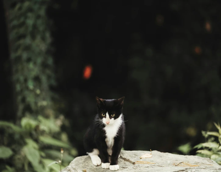 a cat is sitting on top of a rock