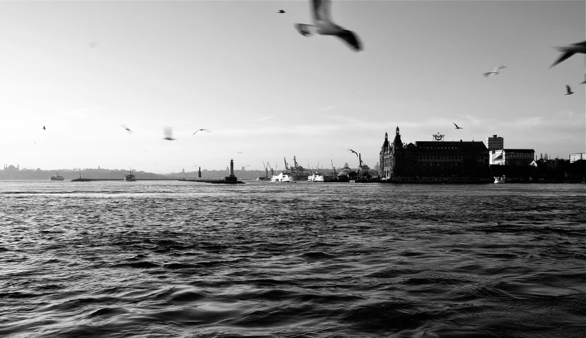 birds fly over the water near the city skyline