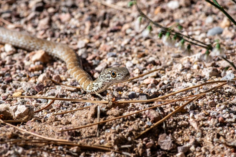 the small lizard is crawling across the sandy ground