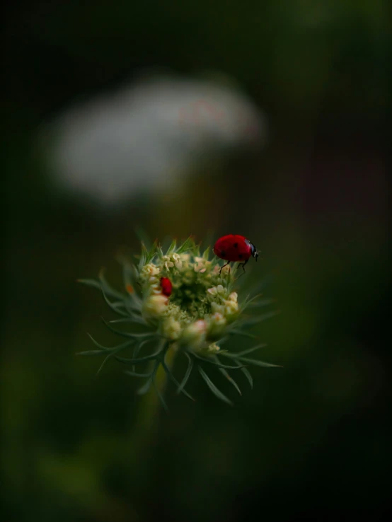 a red bug sitting on top of a green flower
