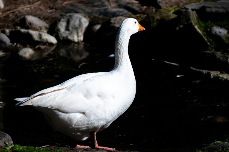 the white goose stands in the water by some rocks