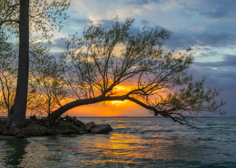 the tree is leaning on the small rock island