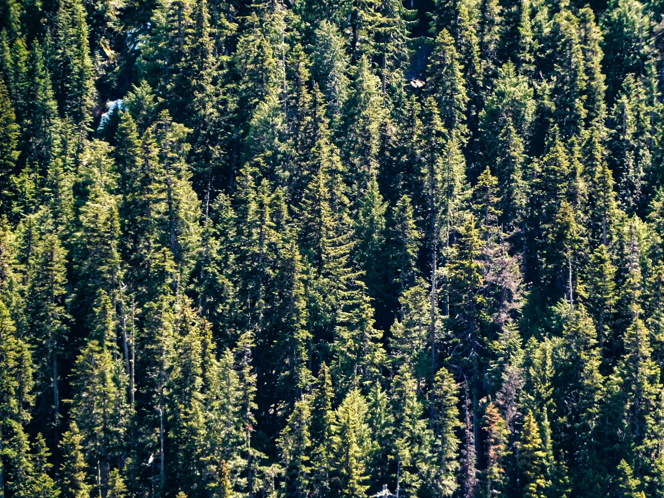 tall, thin pine trees in the distance