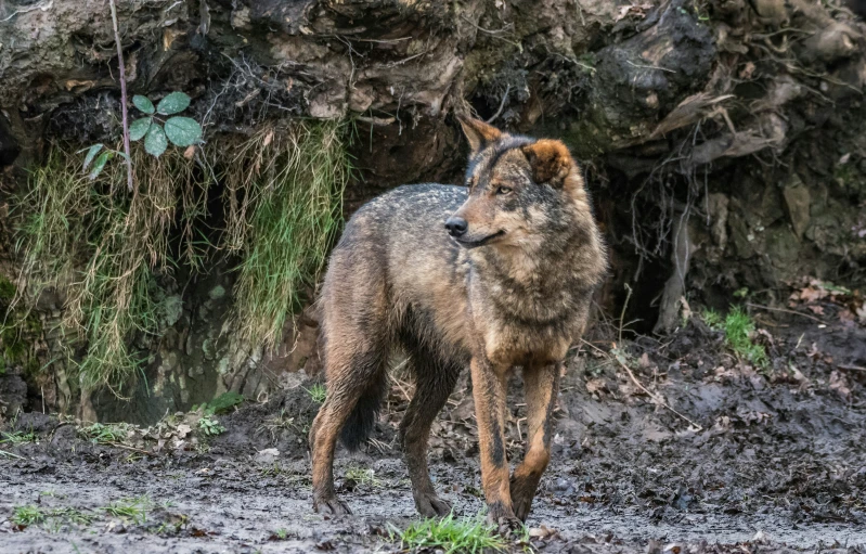the big furry wolf is walking along in the mud