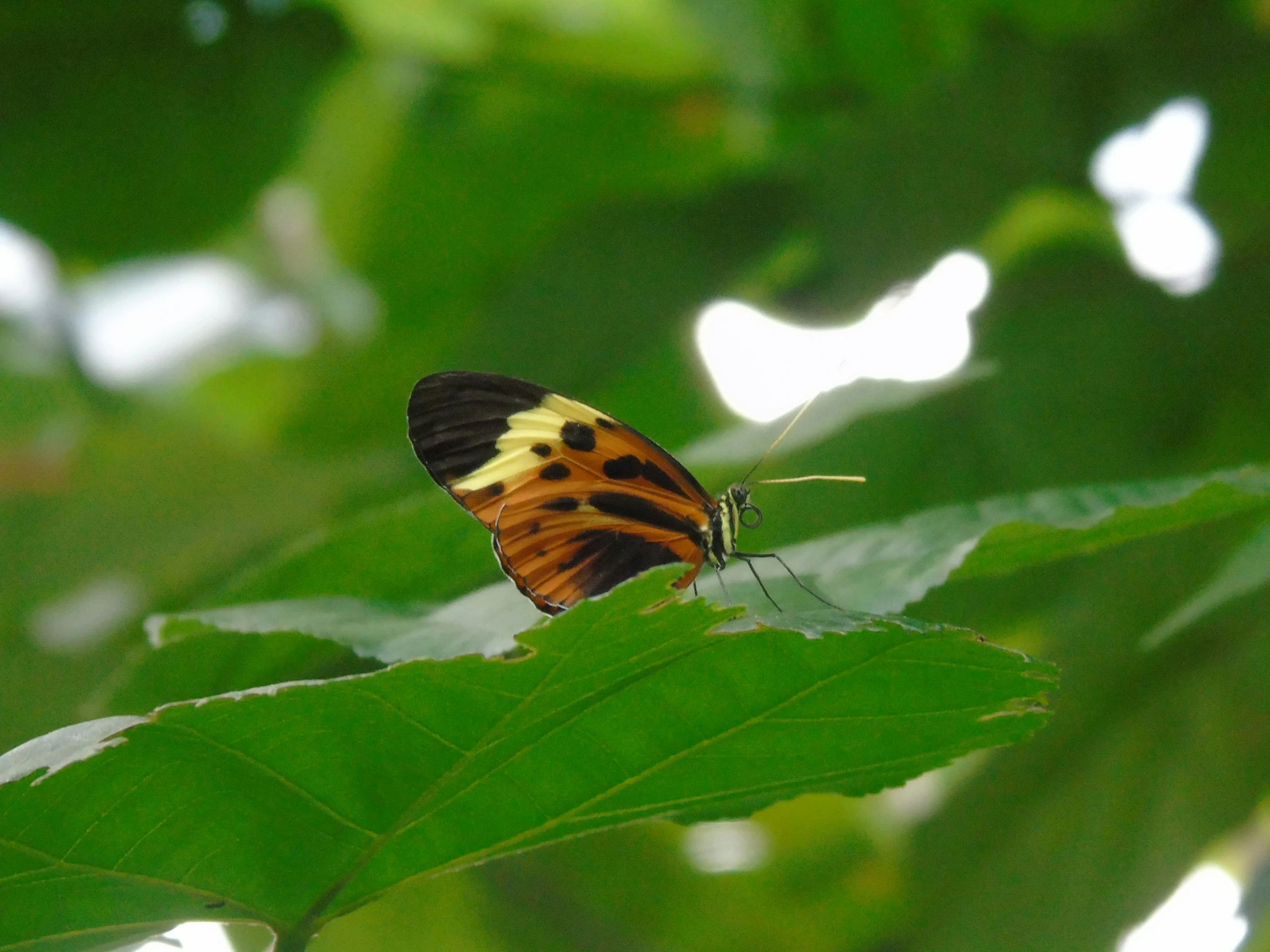 the erfly has landed on the leaf of a tree