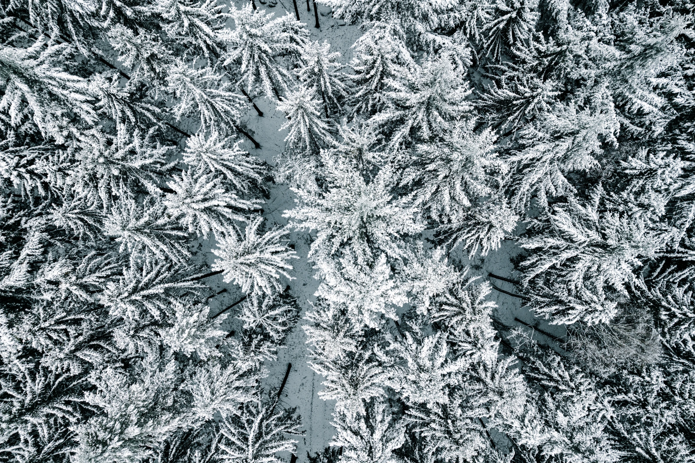 a background image of black and white plants