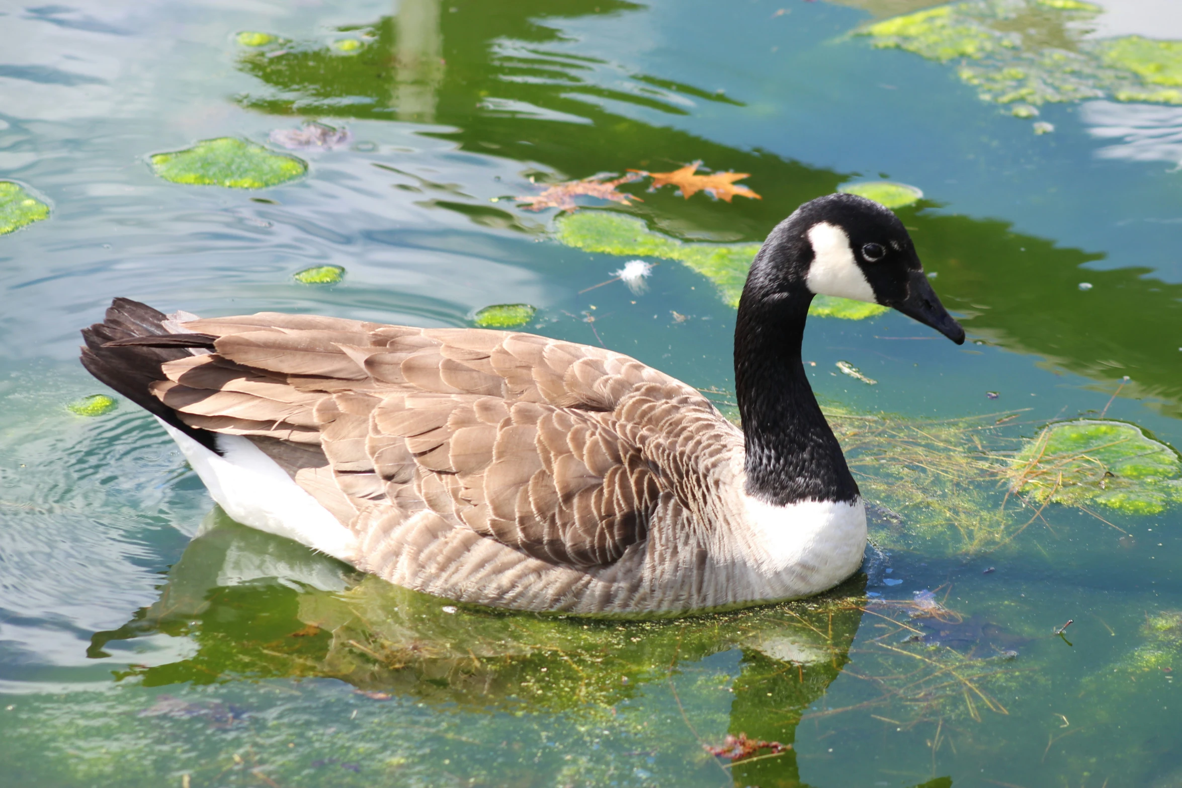 a duck in the water with a group of fish in it