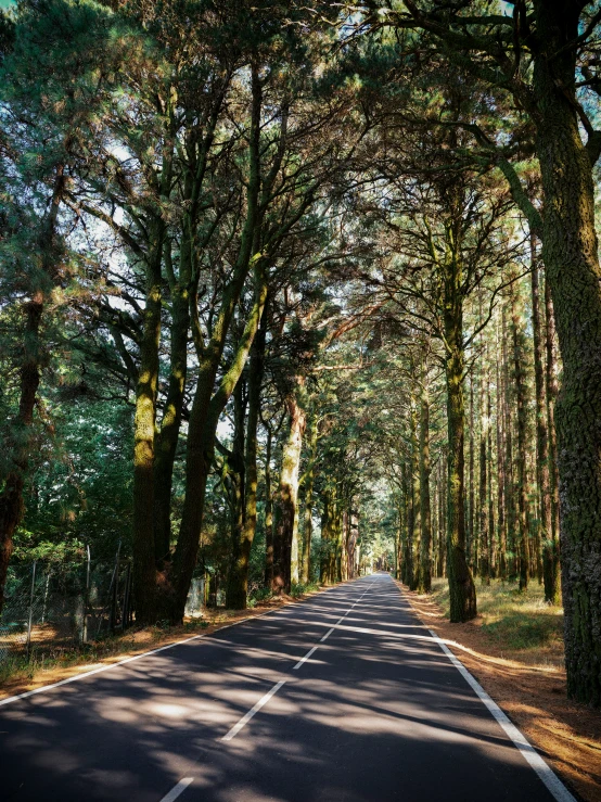 a street lined with trees and grass in the sun