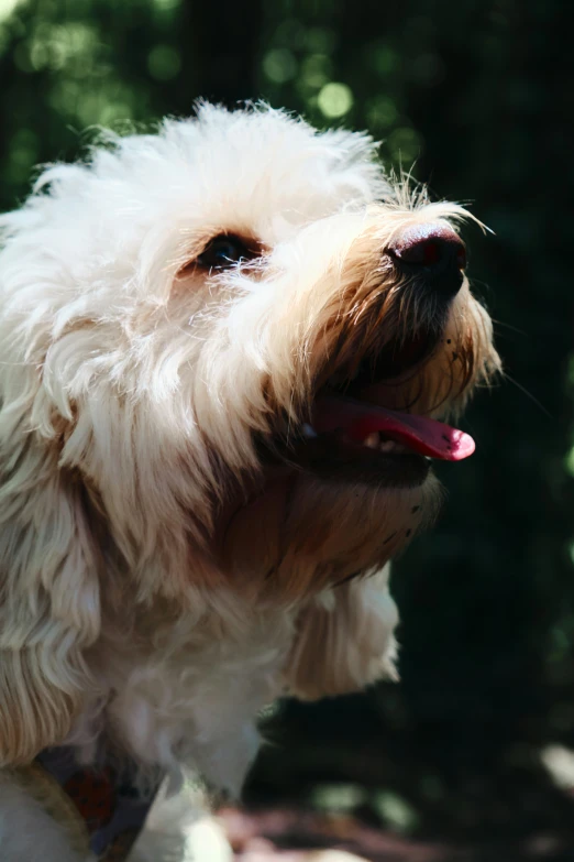 there is a dog with it's tongue out looking up