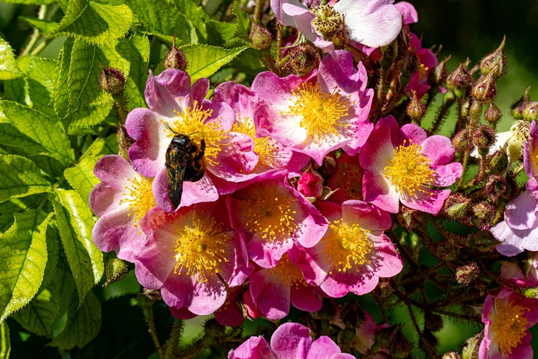 a bee is standing on some pink flowers