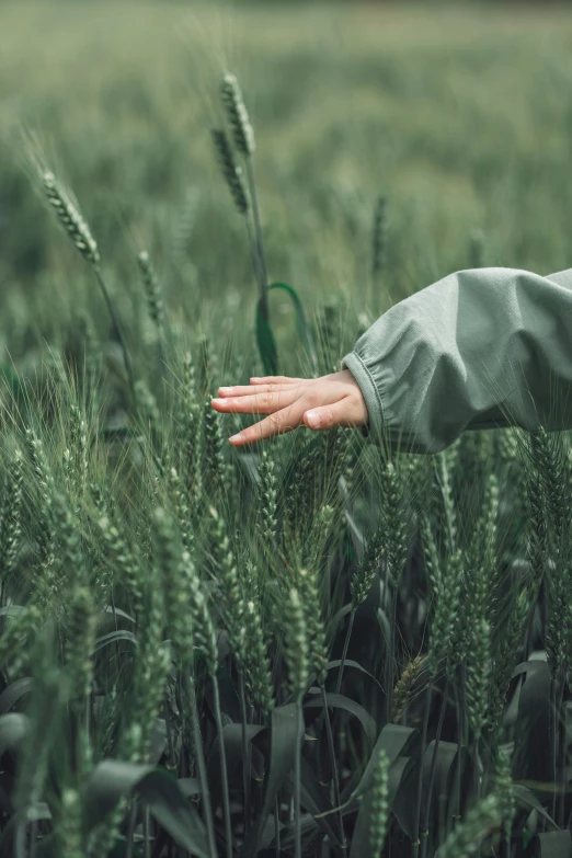 hand in field of crops with green grass in background