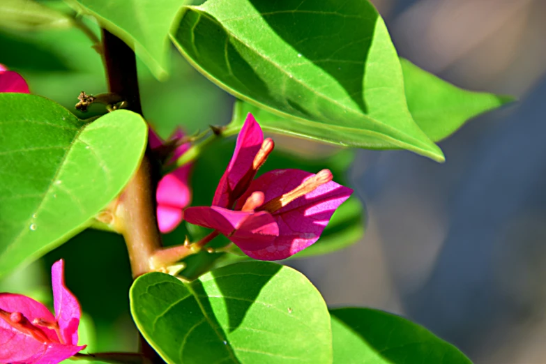 bright pink and green flowers are growing on the nch