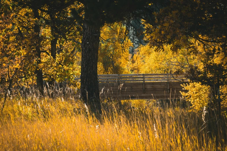 a lone bench in the middle of a field