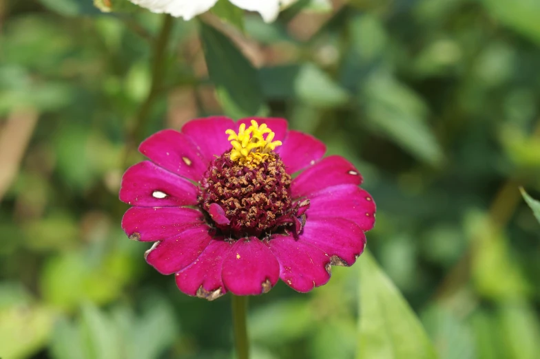 small pink and yellow flower with green leaves in the background