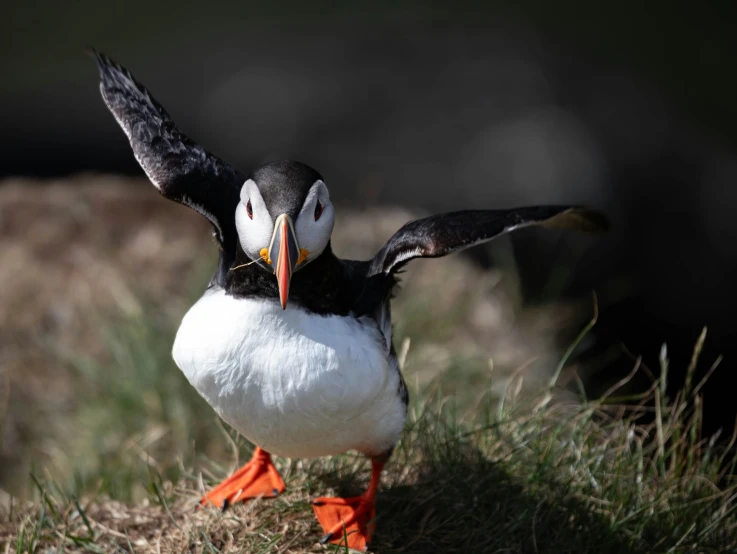 an orange billed bird flapping its wings with grass and dirt on the ground