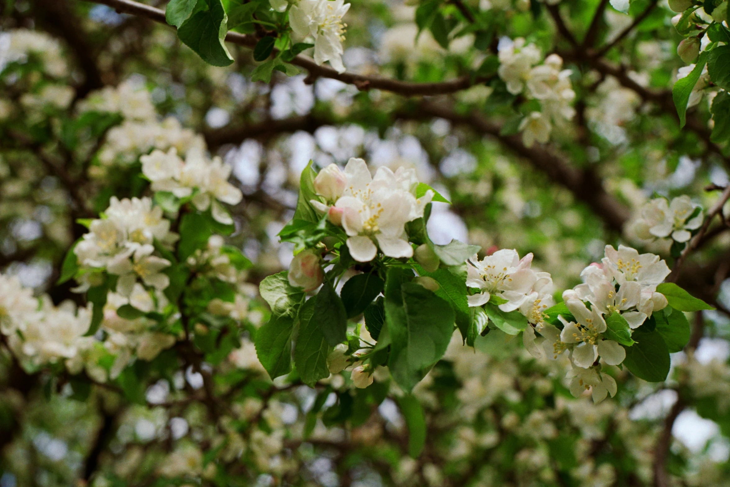 blossoming tree nch against blue sky during spring