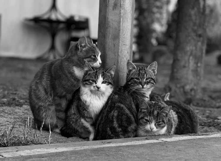 three cats are sitting next to each other