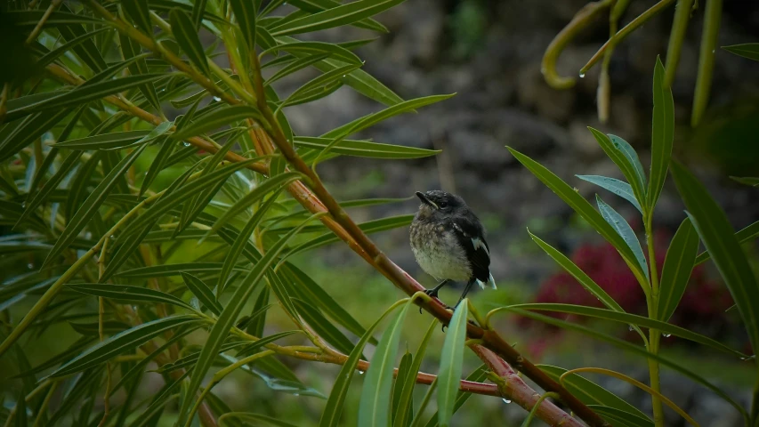 a small bird perched on a tree nch