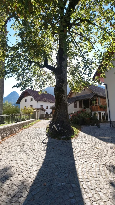 a tree standing in front of a house