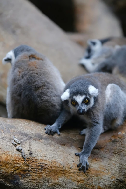 two baby ring tailed lemurets playing in the water