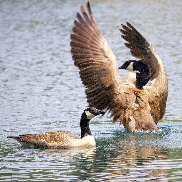 two geese are fighting over the body of water